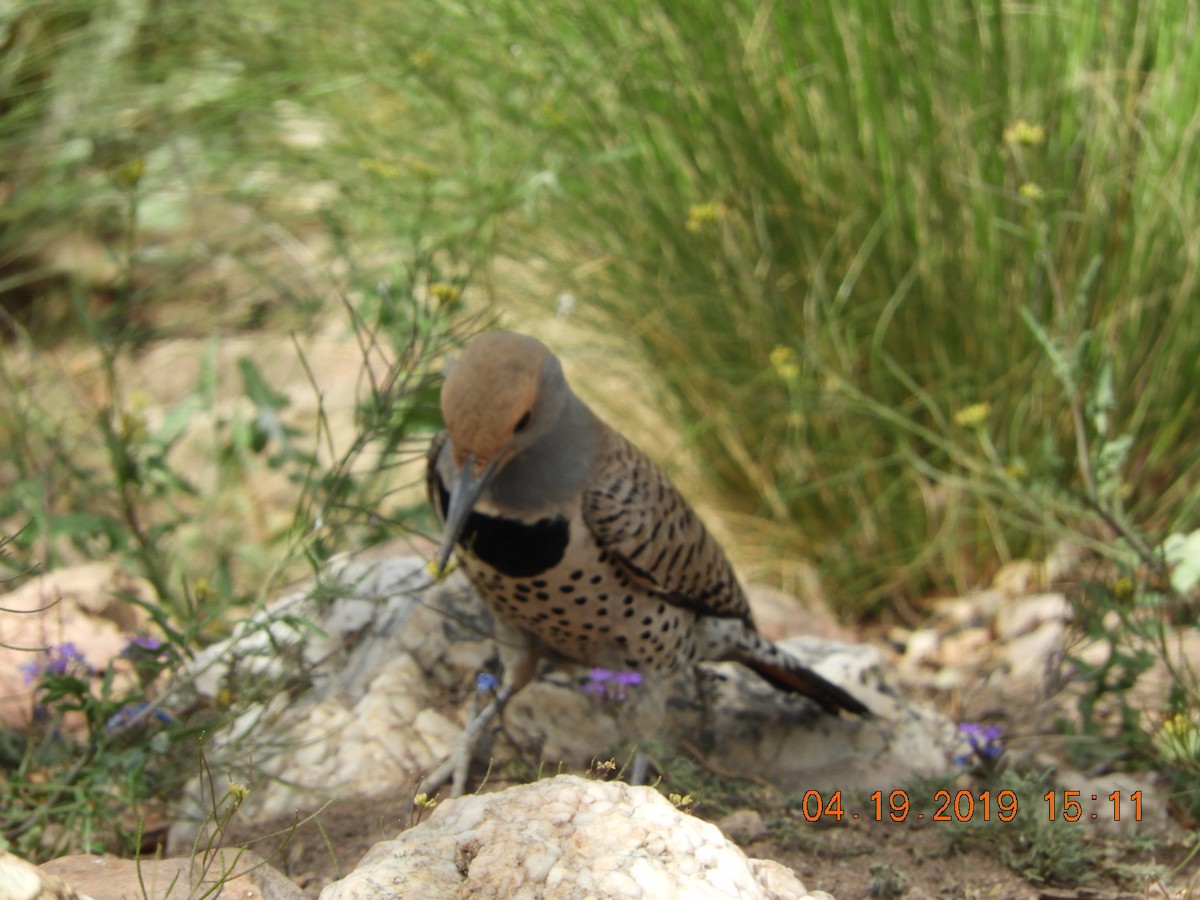 Northern Flicker (Red-shafted) - Charles  Ritter
