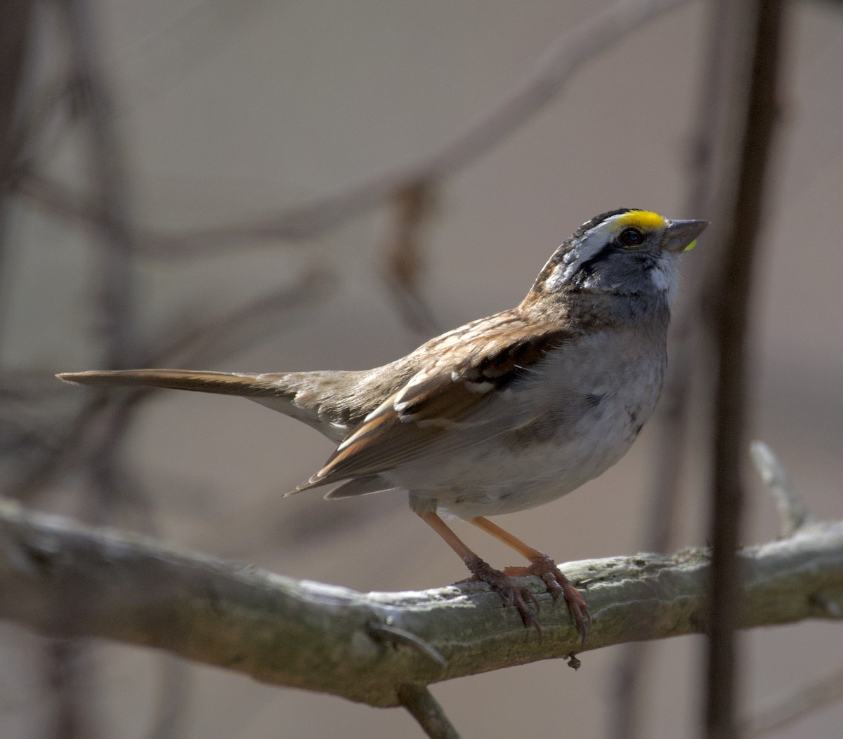 White-throated Sparrow - Linda Ankerstjerne Olsen