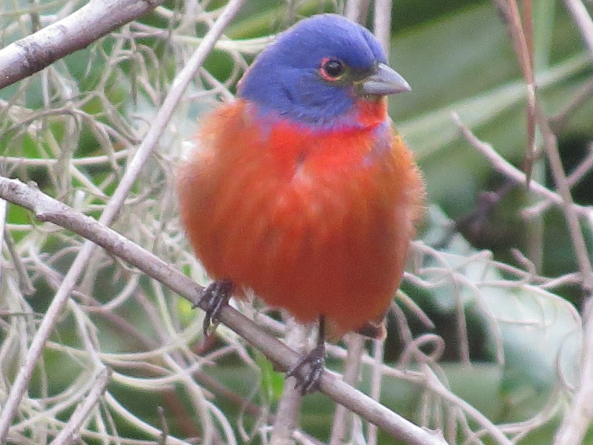 Painted Bunting - ML152190281