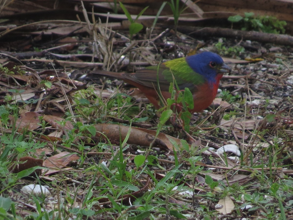 Painted Bunting - ML152190291