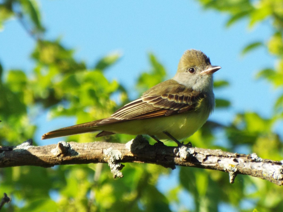 Great Crested Flycatcher - ML152190691