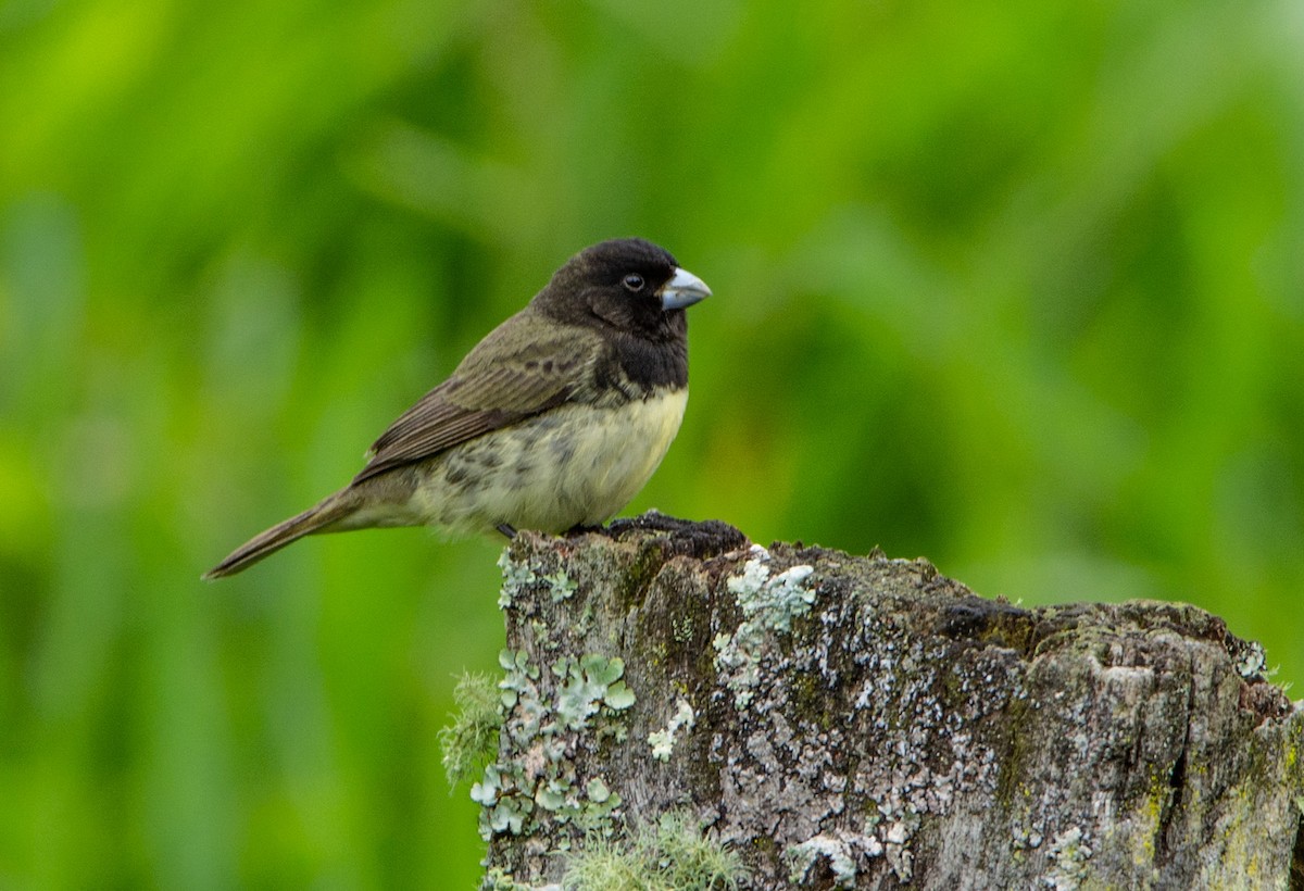Yellow-bellied Seedeater - ML152190771