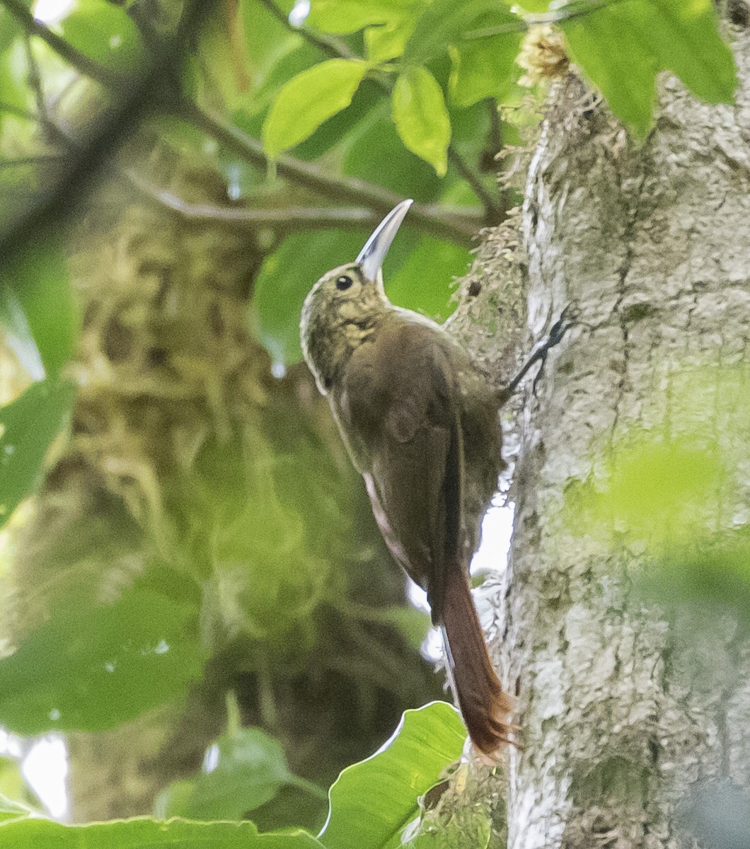 Spotted Woodcreeper - ML152190781