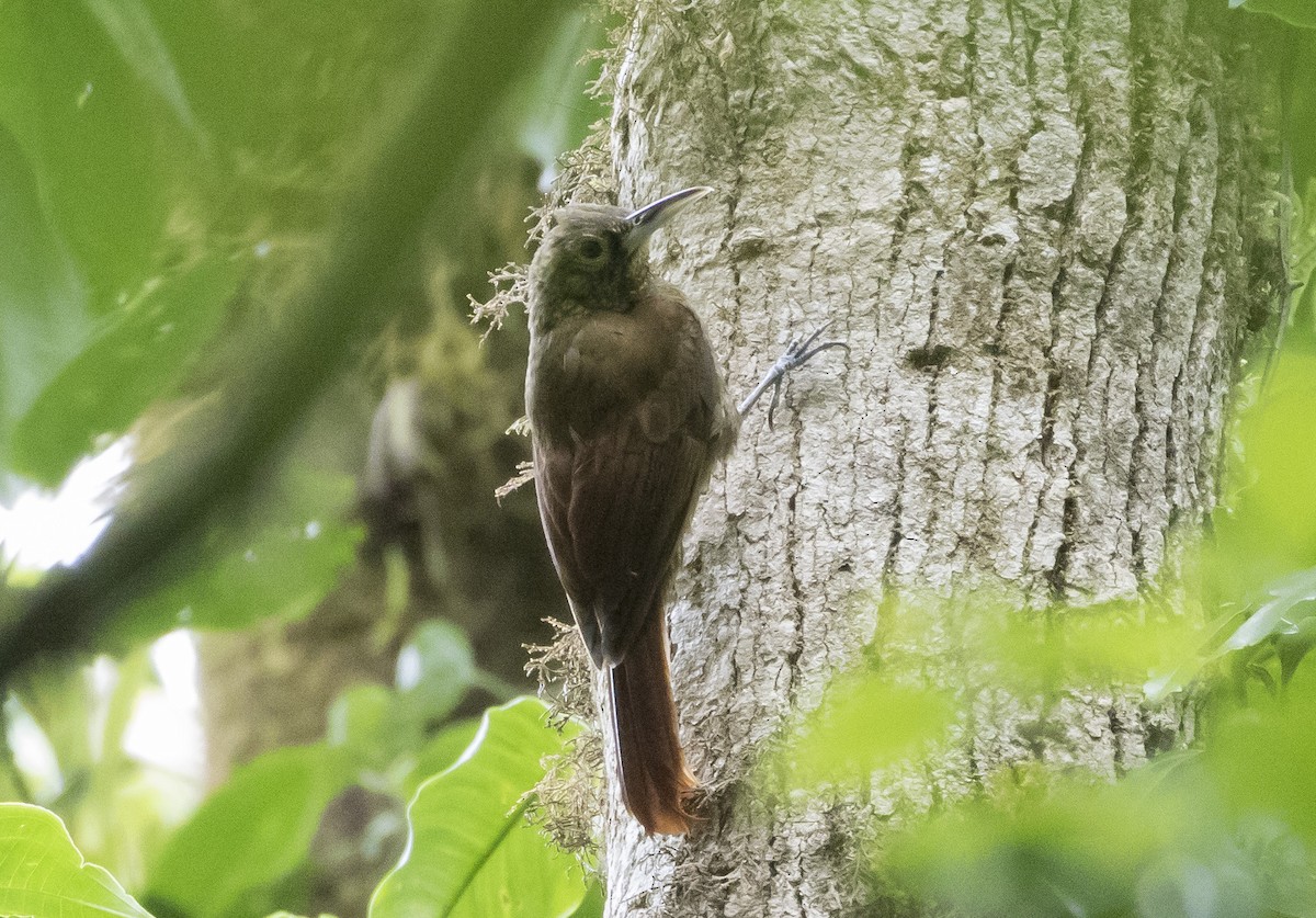 Spotted Woodcreeper - ML152190791