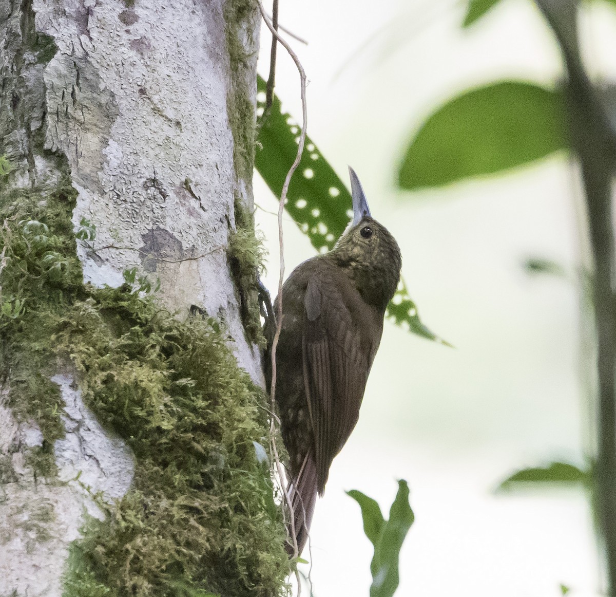 Spotted Woodcreeper - ML152190801