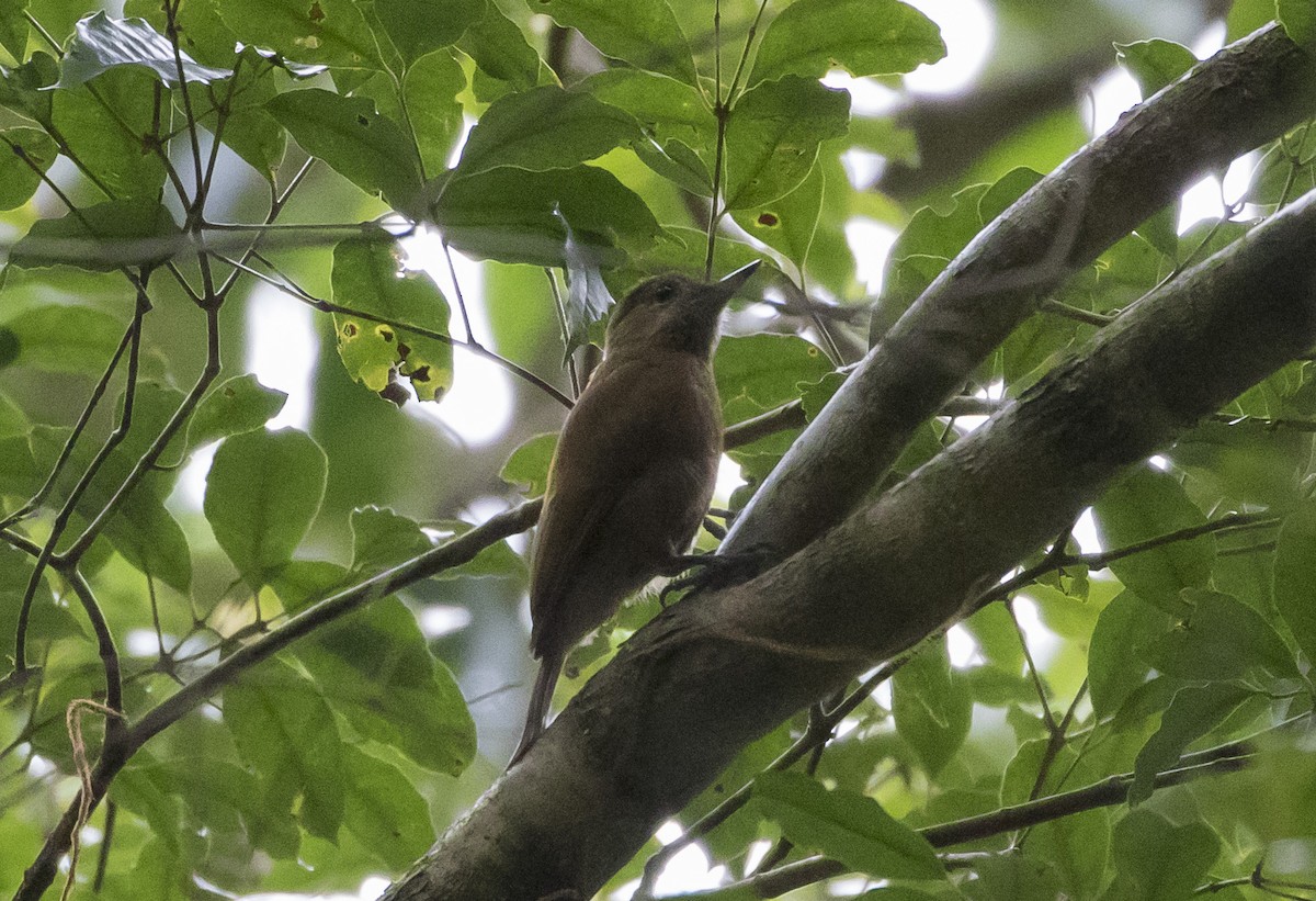 Smoky-brown Woodpecker - ML152190821