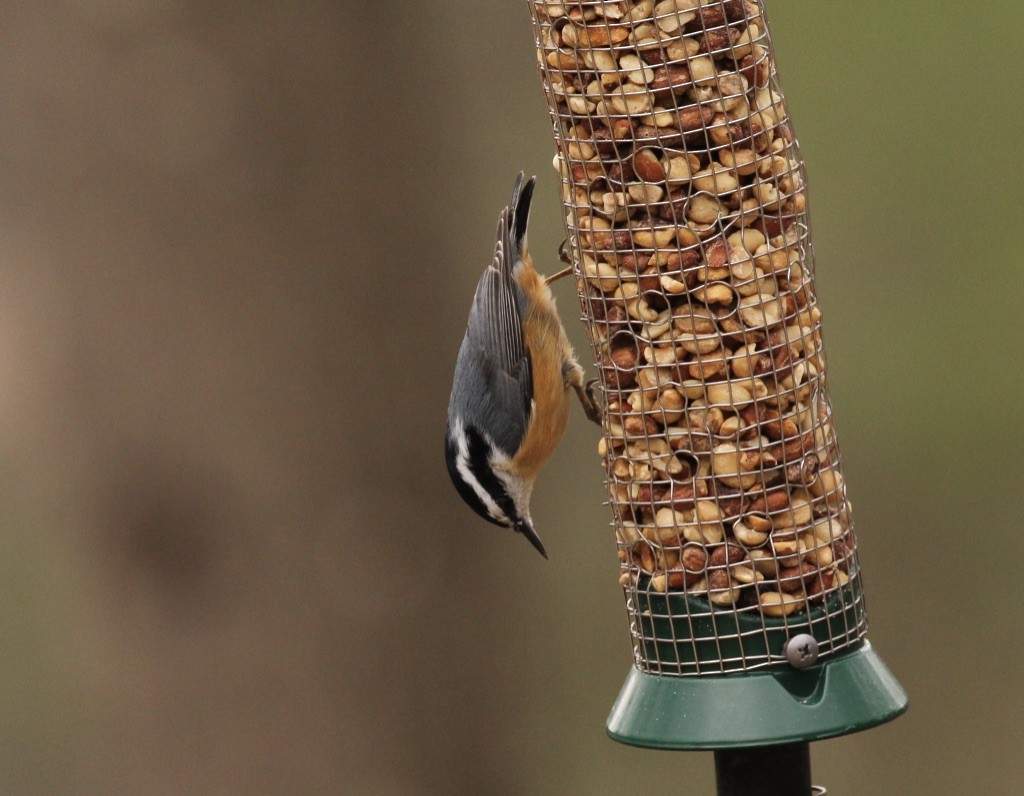 Red-breasted Nuthatch - Ben Chapman