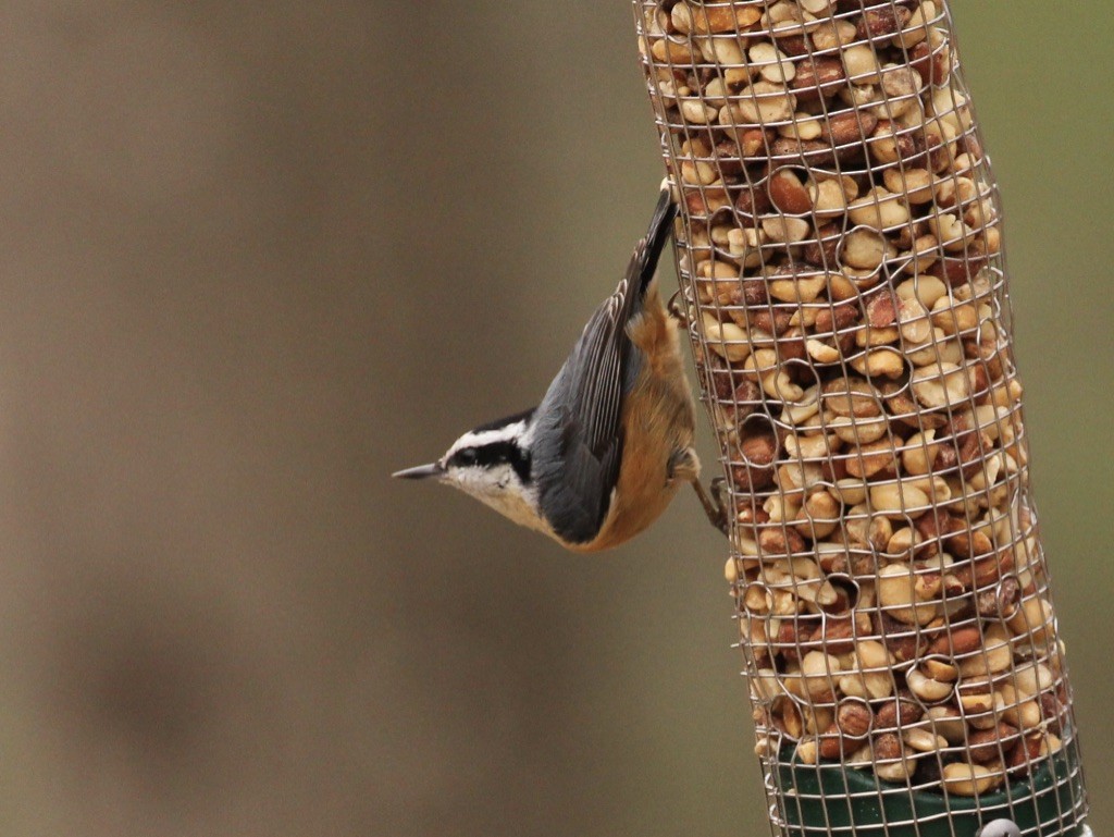 Red-breasted Nuthatch - Ben Chapman