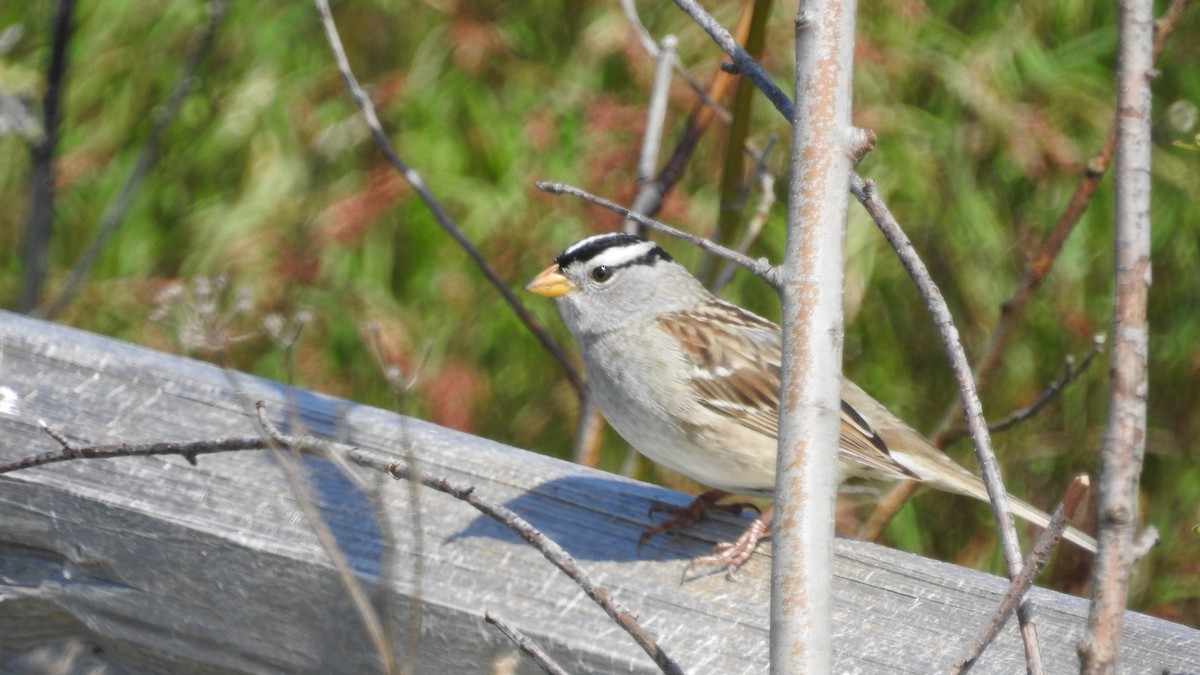 White-crowned Sparrow - Peter Lypkie