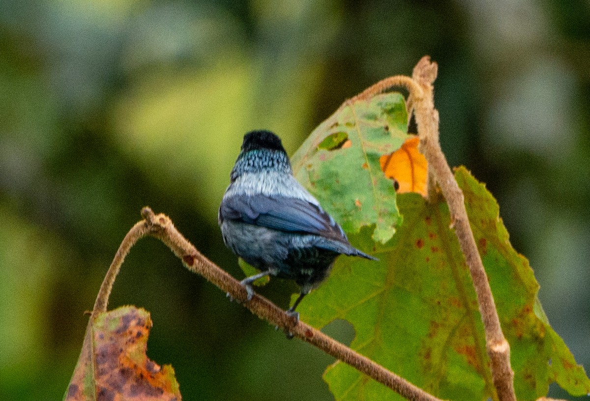 Black-capped Tanager - ML152191191