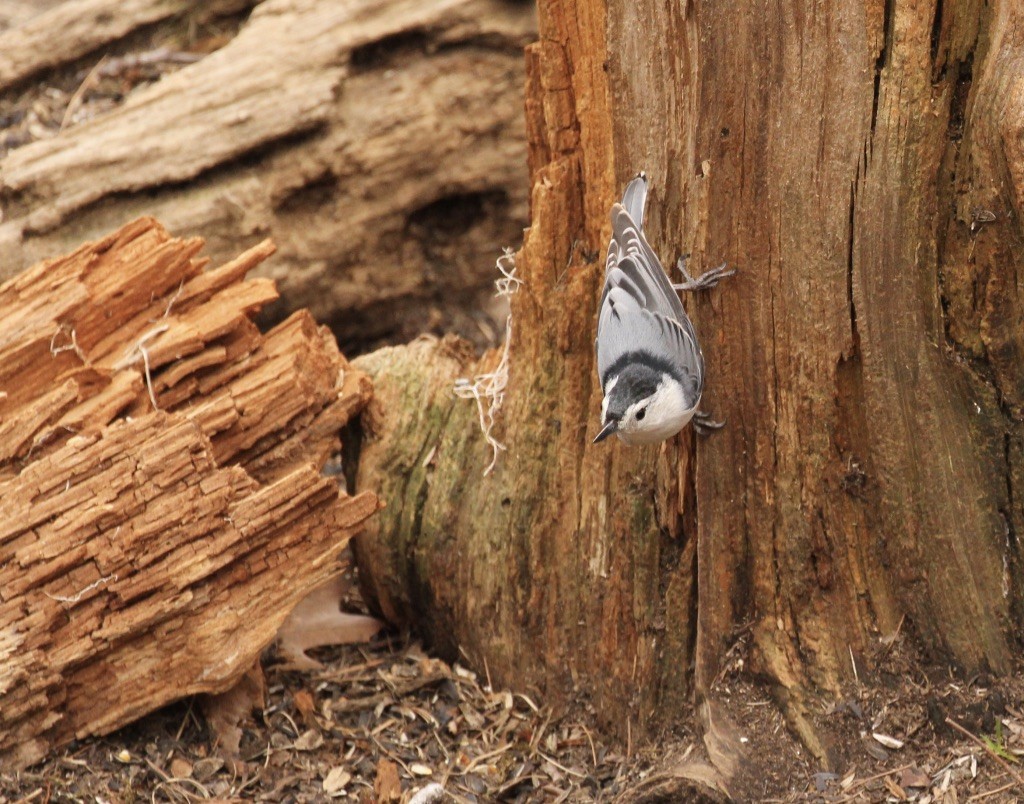 White-breasted Nuthatch - Ben Chapman