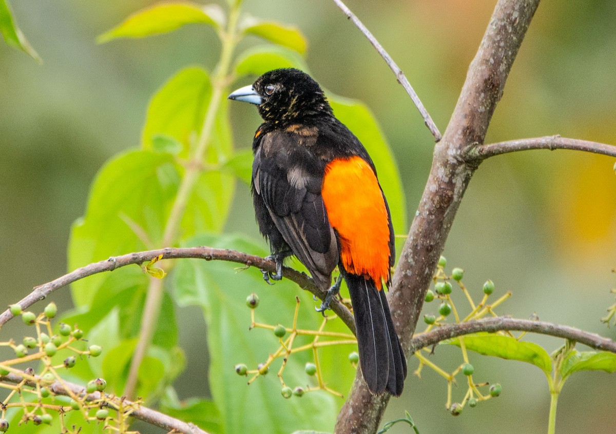 Flame-rumped Tanager - ML152191871