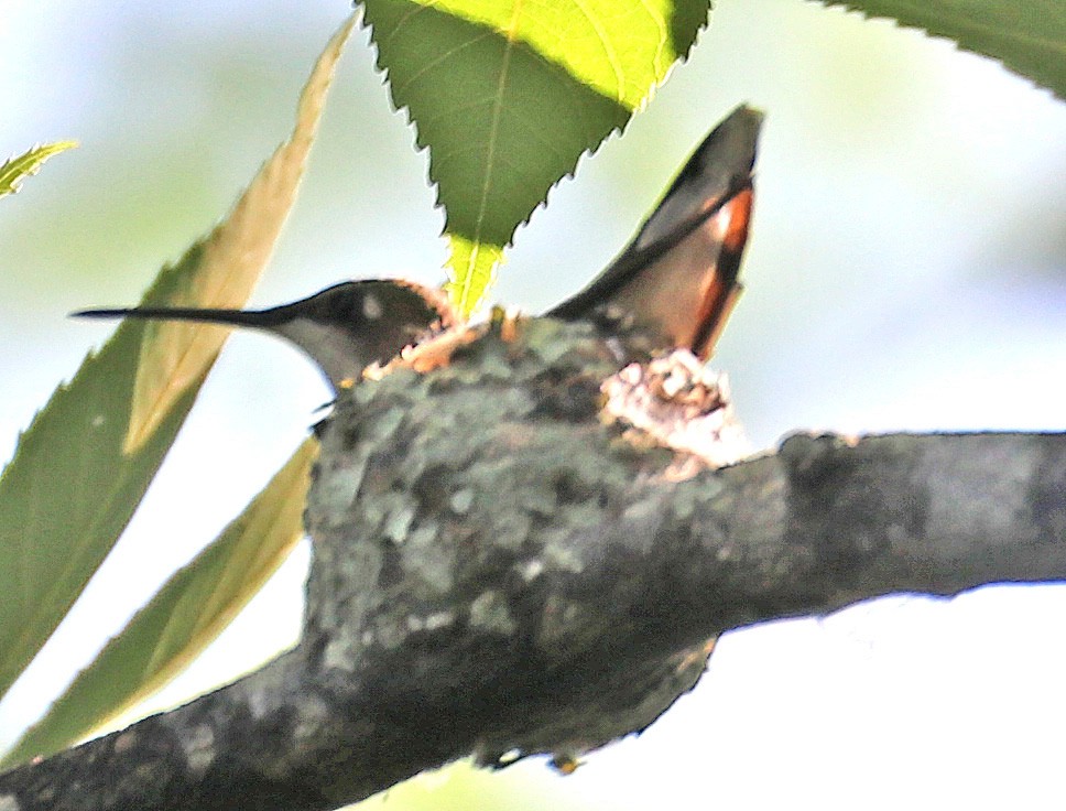 Ruby-throated Hummingbird - Iliana Stokes