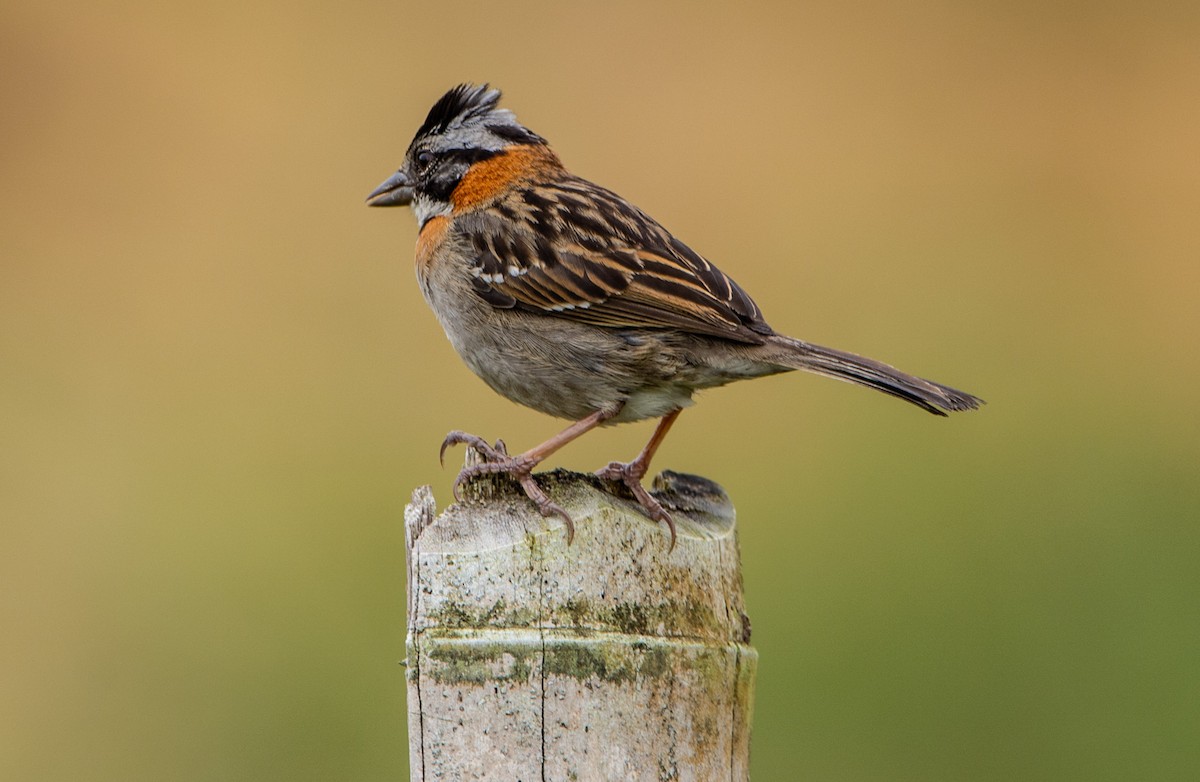 Rufous-collared Sparrow - Alejandro Alzate Garces