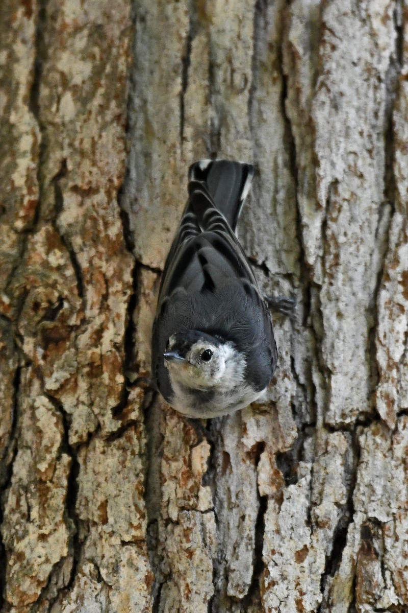 White-breasted Nuthatch (Eastern) - Brian Henderson