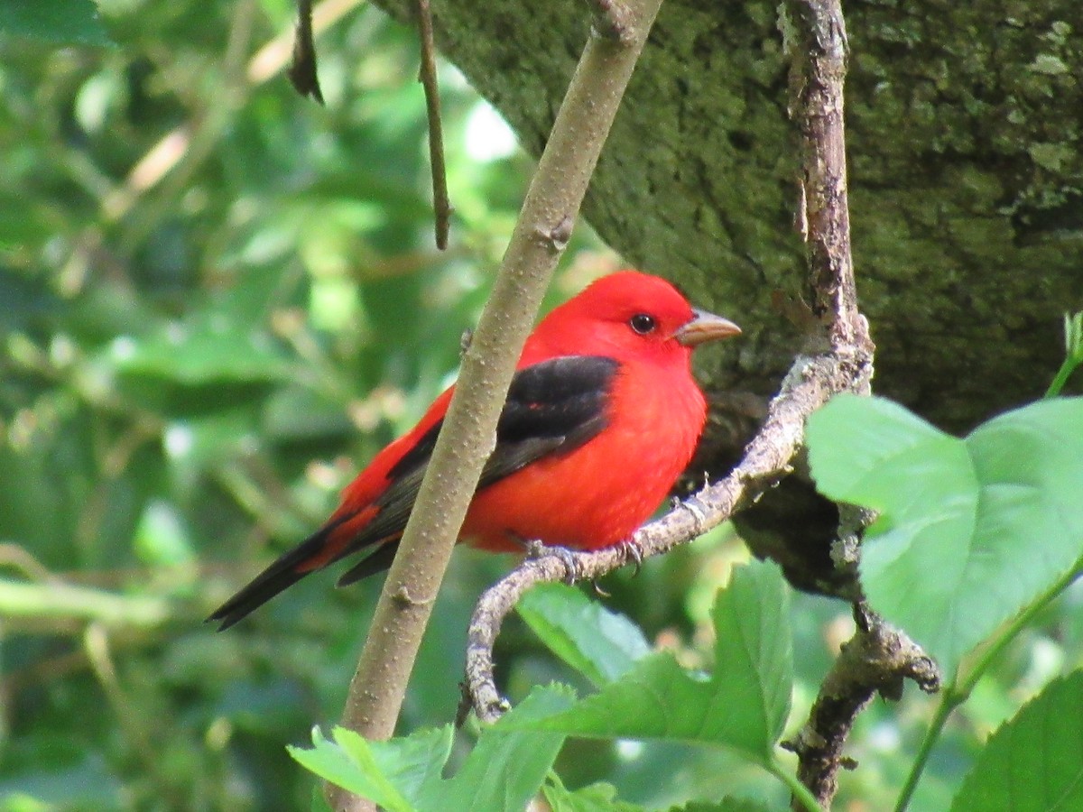 Scarlet Tanager - Ric Olson