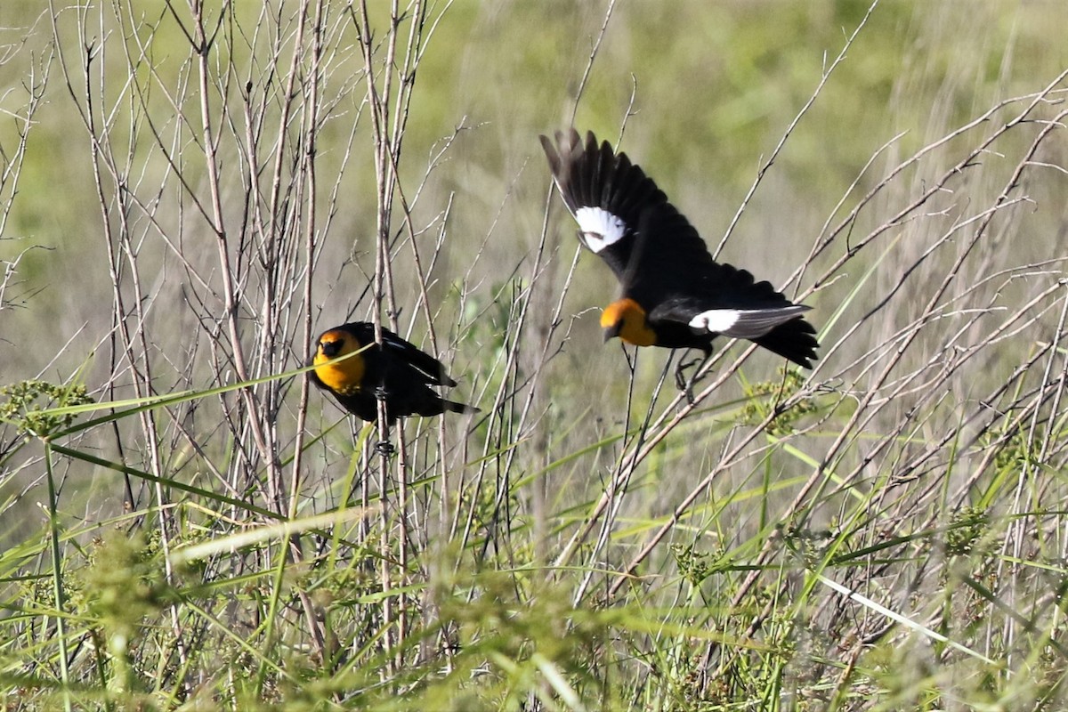 Yellow-headed Blackbird - Bob Friedrichs