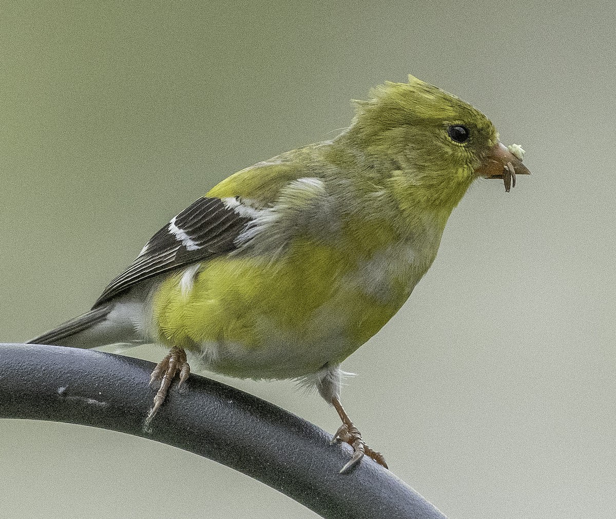 American Goldfinch - Colleen McCloskey