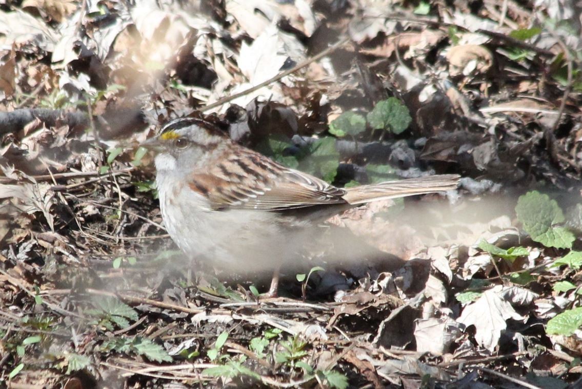 White-throated Sparrow - 🦅 ꙅɒᴎoɔiʜƆ ʏɔɒɿT 🦃