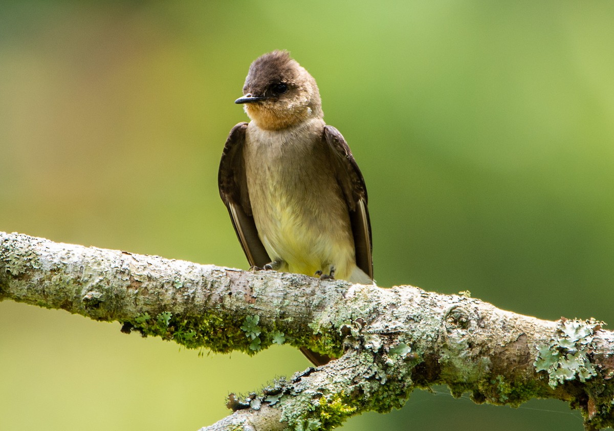 Southern Rough-winged Swallow - ML152195501