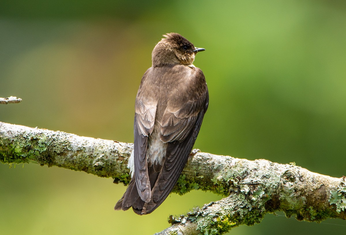Southern Rough-winged Swallow - ML152195631