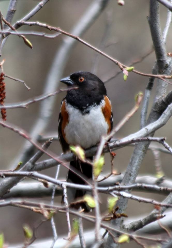 Spotted Towhee - David Cook