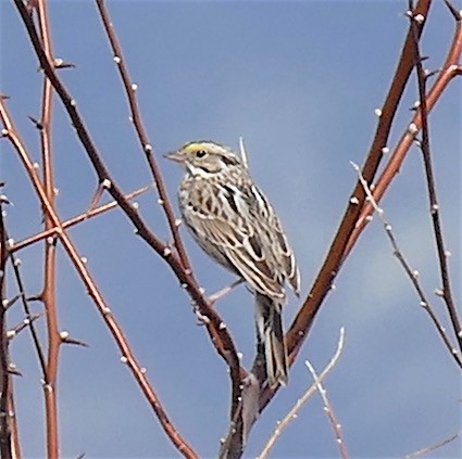 Savannah Sparrow - ML152196151