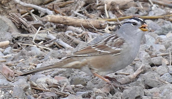 White-crowned Sparrow - ML152196511