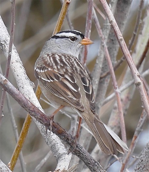 White-crowned Sparrow - ML152196521