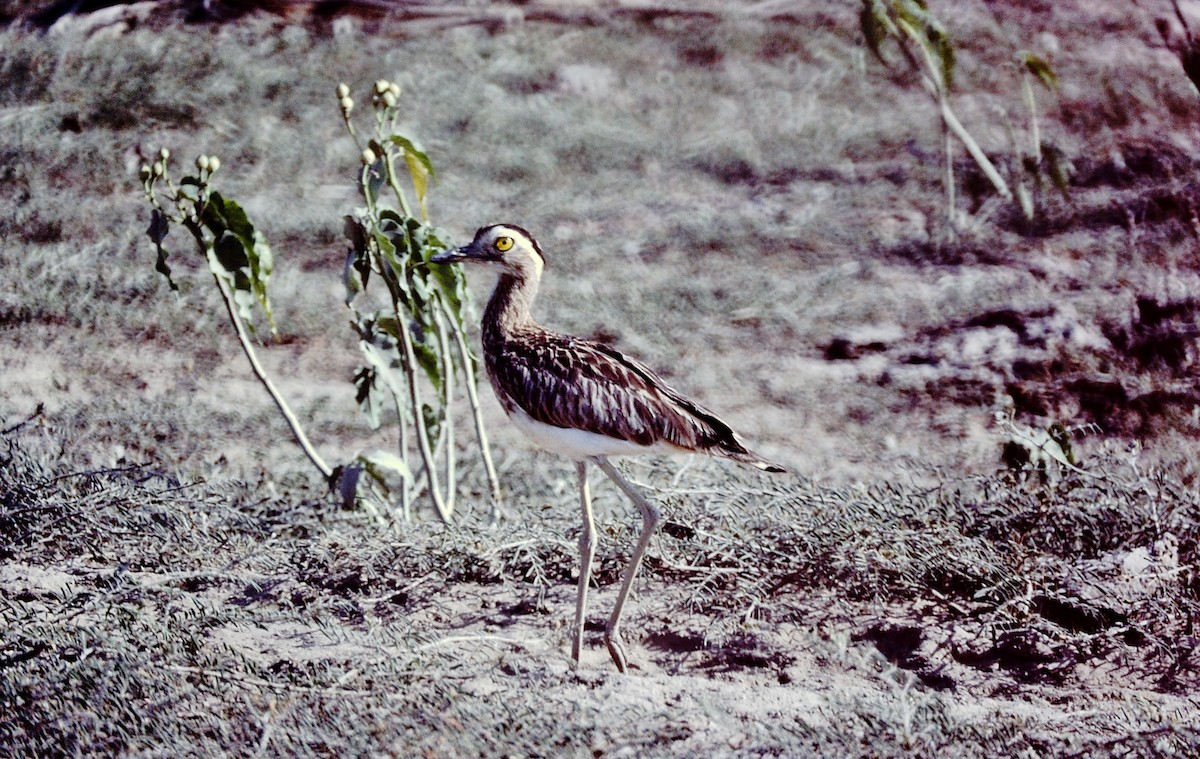 Double-striped Thick-knee - Scott  Connop