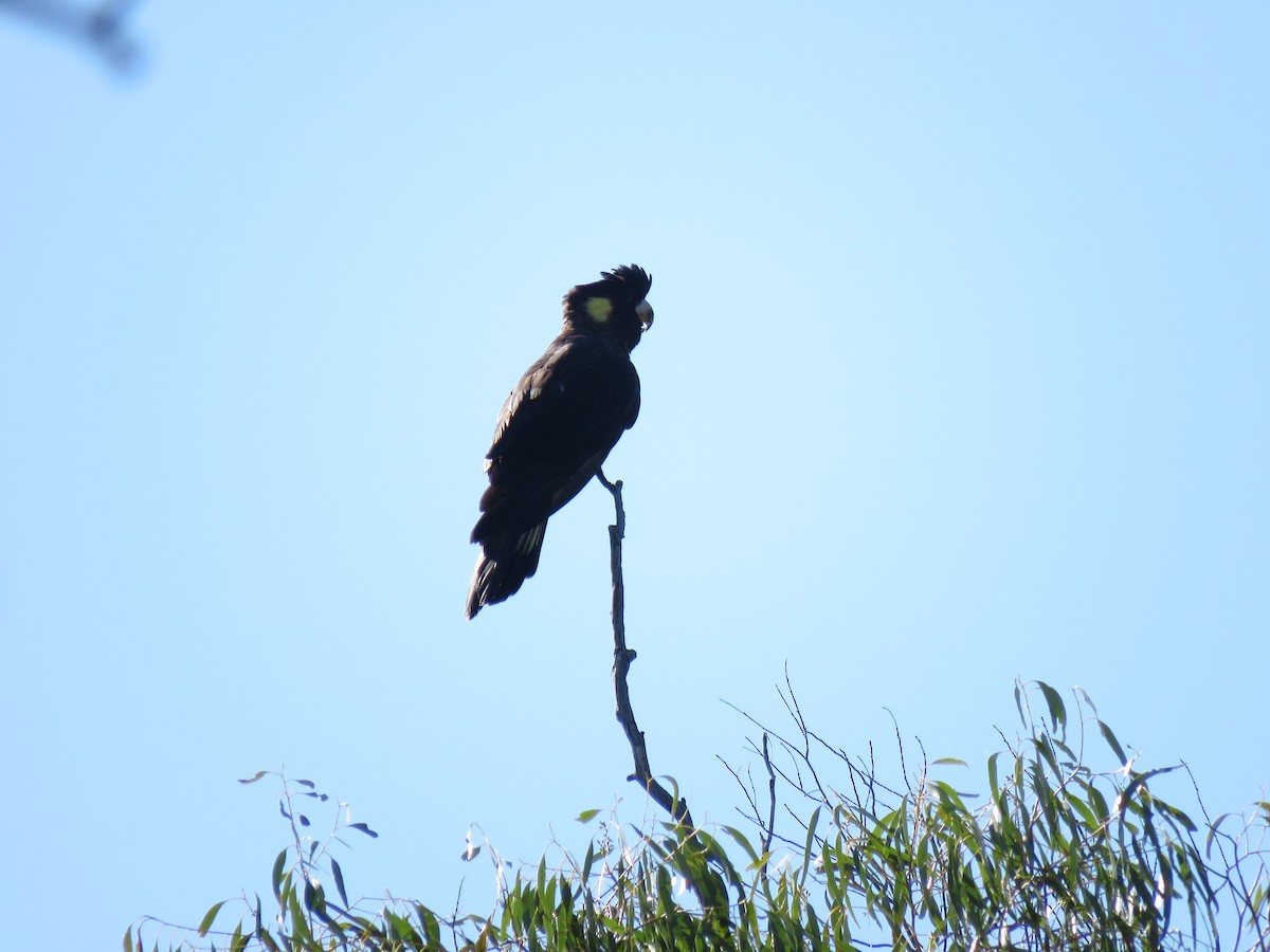Yellow-tailed Black-Cockatoo - Kumiko Callaway