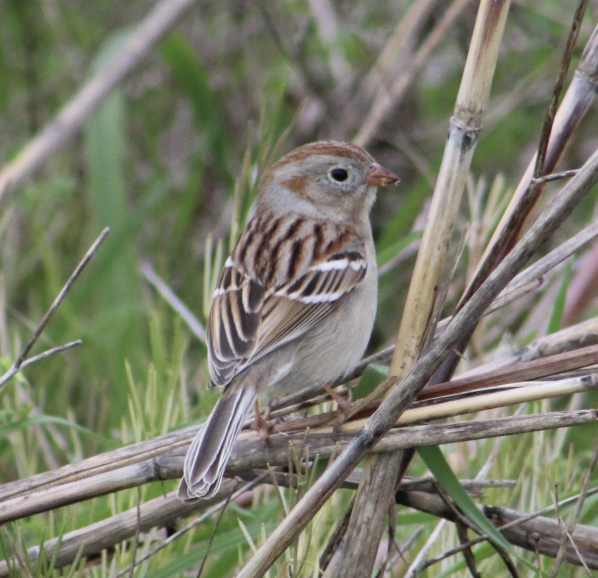 Field Sparrow - Stacy Elliott