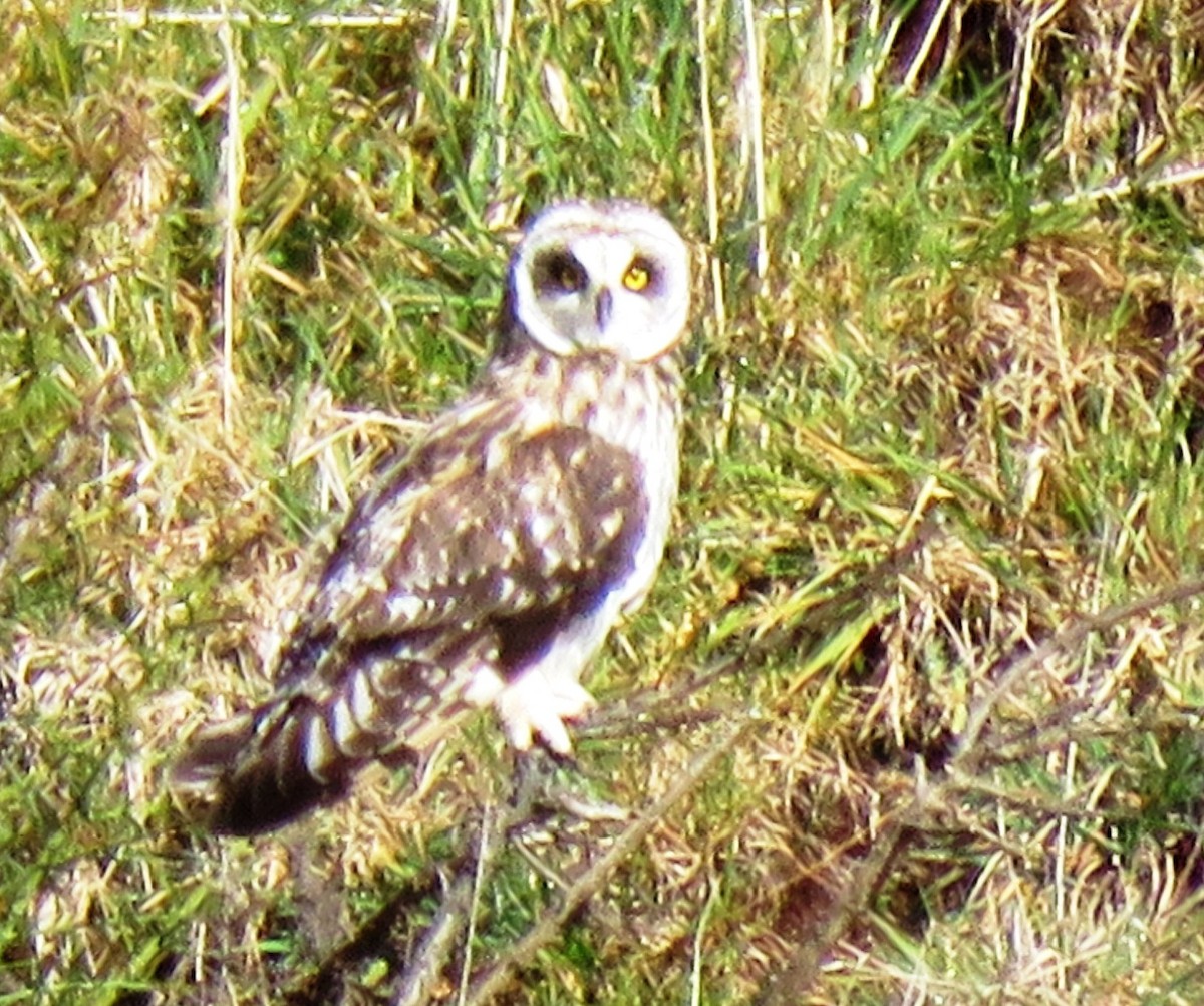 Short-eared Owl - Sandra Blair