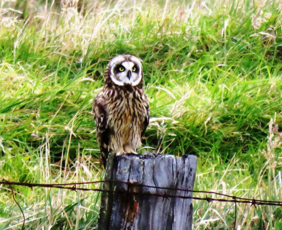 Short-eared Owl - ML152198621
