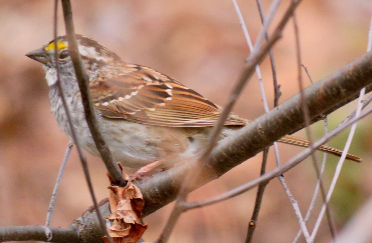 White-throated Sparrow - Randy Bumbury