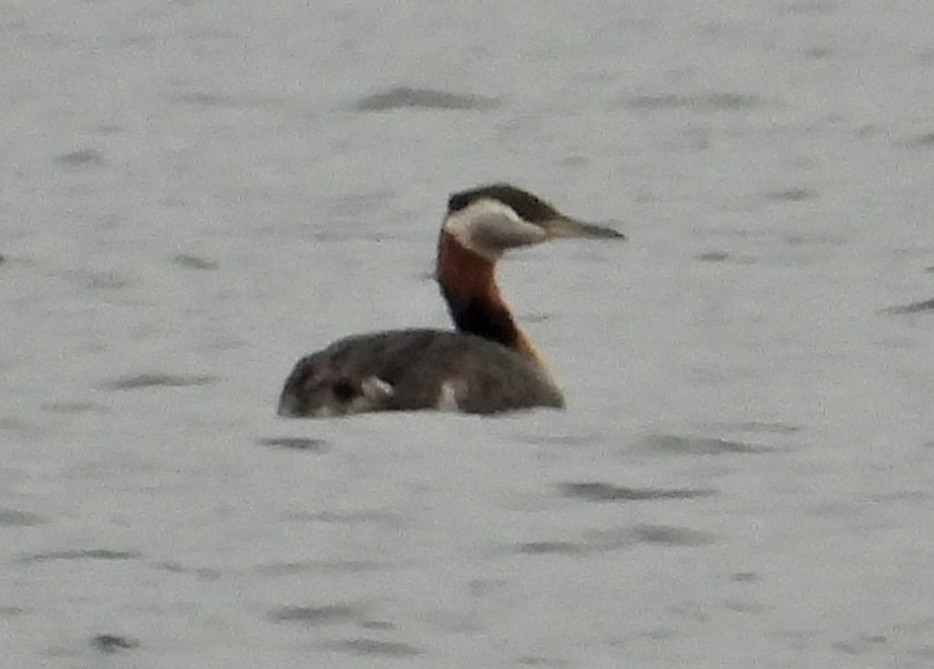 Red-necked Grebe - ML152199011