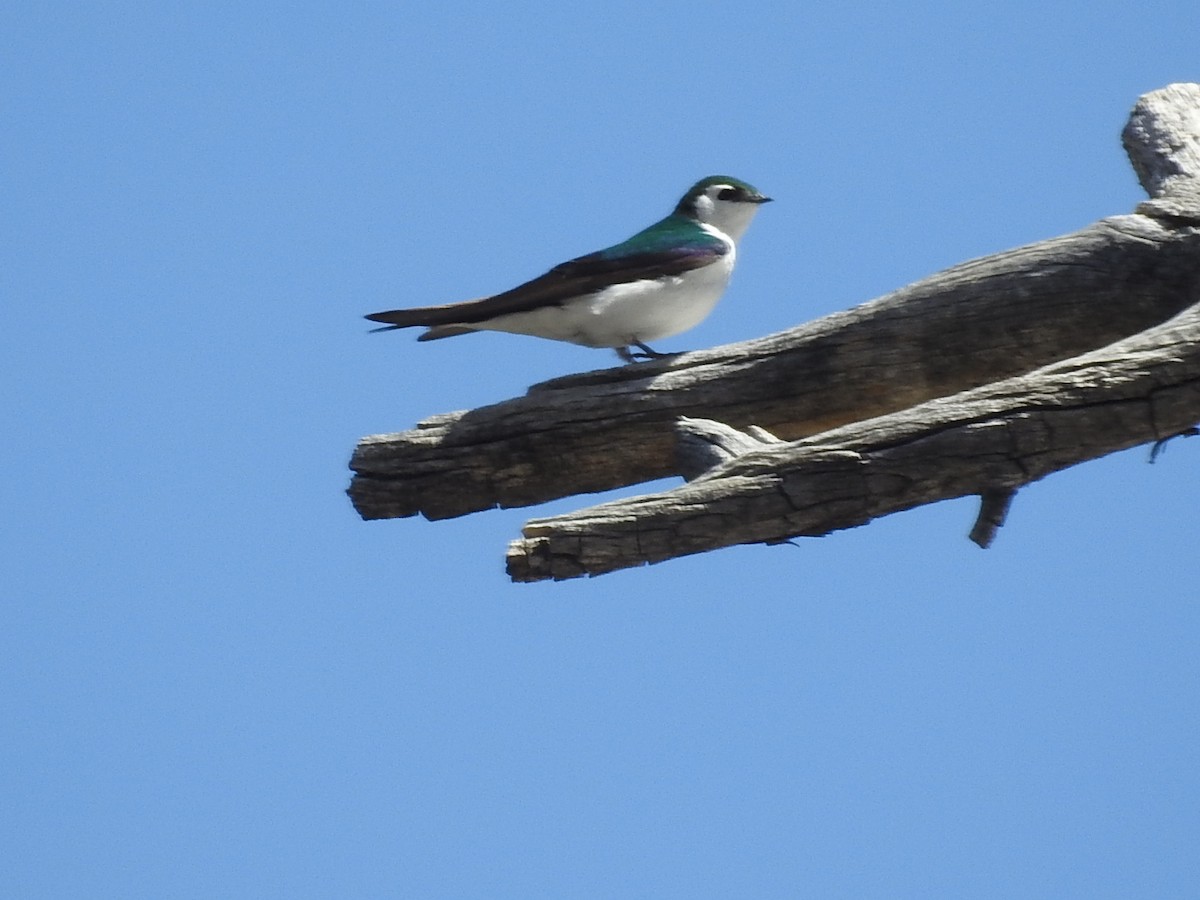 Violet-green Swallow - Debbi Senechal