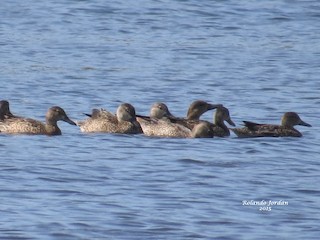 Blue-winged Teal, ML152199501