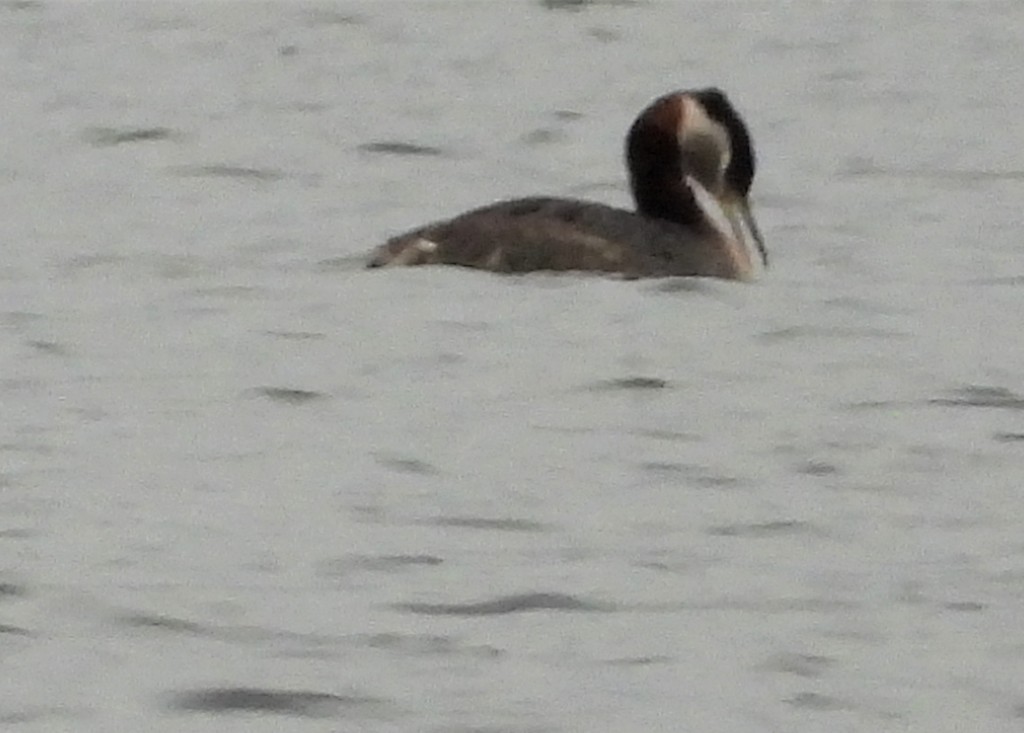 Red-necked Grebe - ML152199641