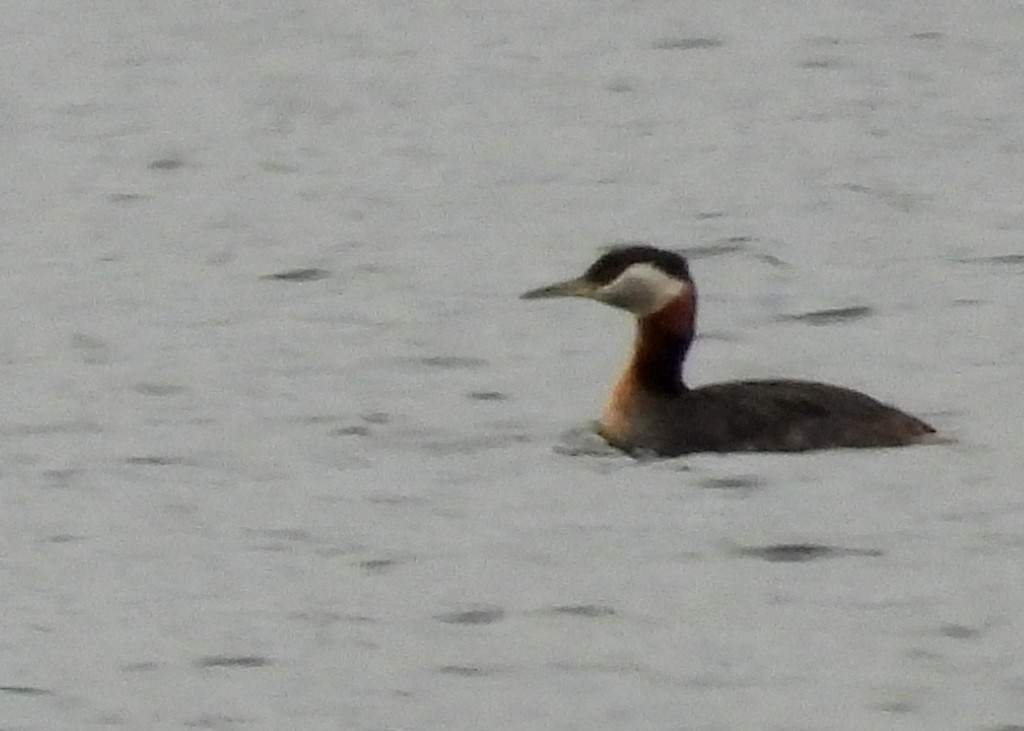 Red-necked Grebe - ML152199671