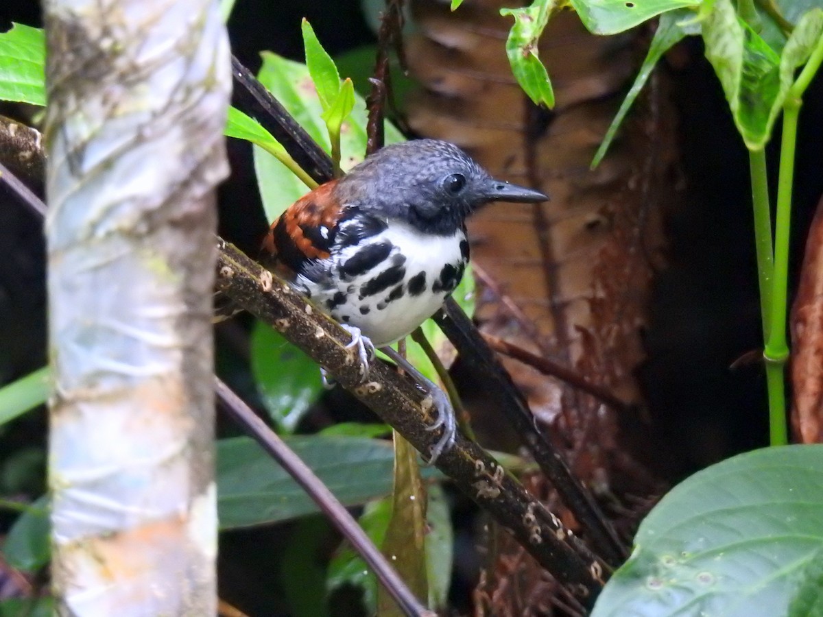 Spotted Antbird - ML152199821