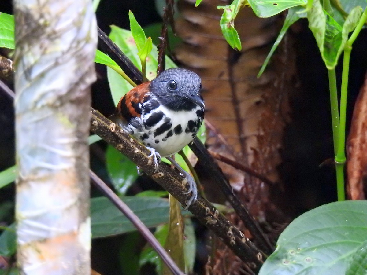 Spotted Antbird - ML152199831