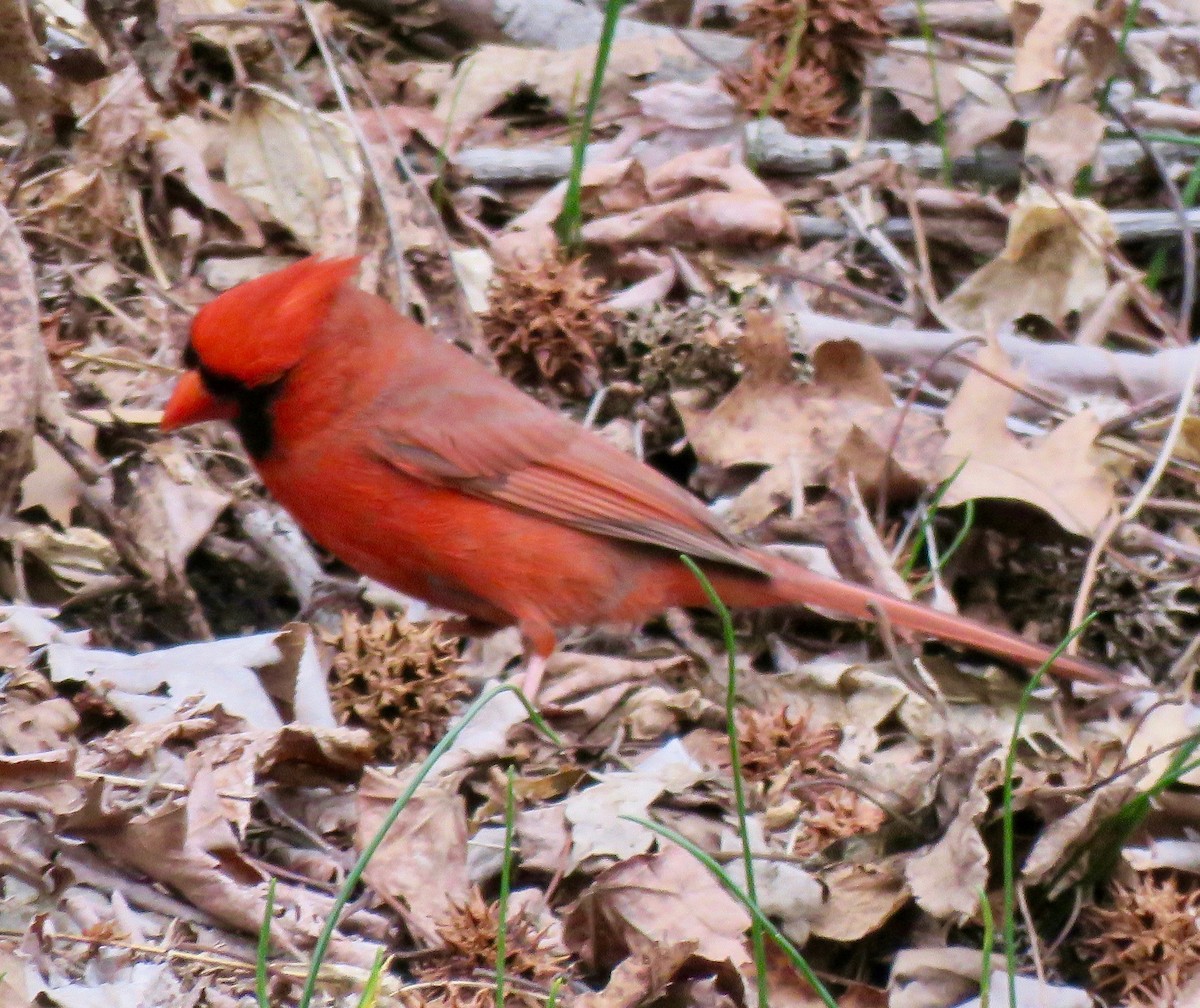 Northern Cardinal - Randy Bumbury