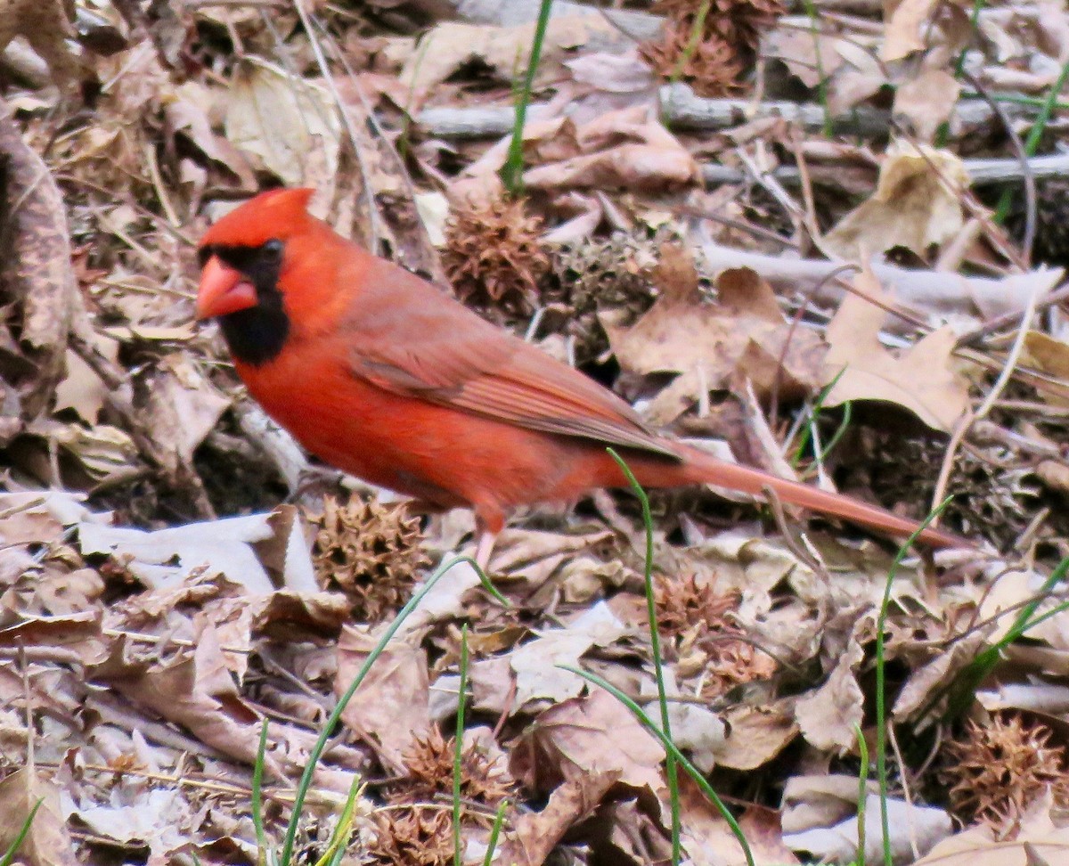 Northern Cardinal - Randy Bumbury