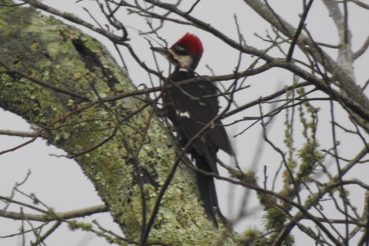 Pileated Woodpecker - Malise Prieto