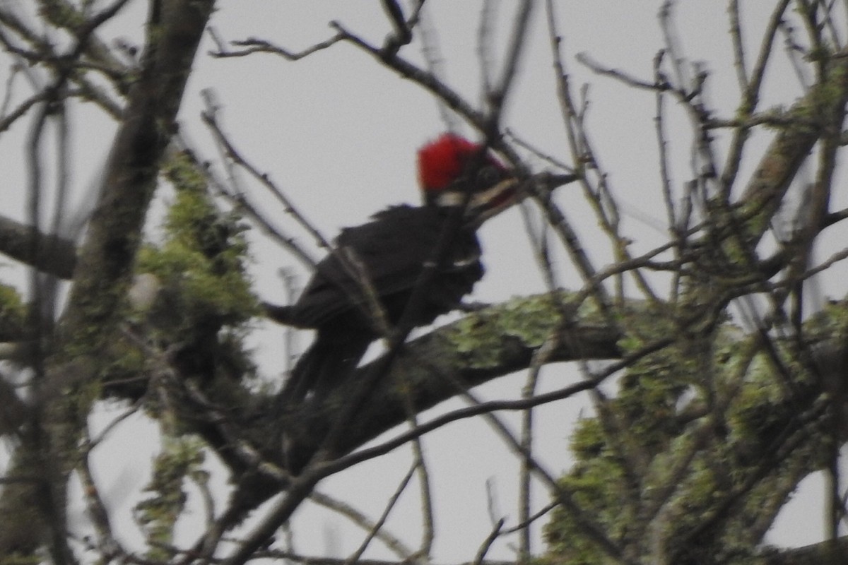 Pileated Woodpecker - ML152201051
