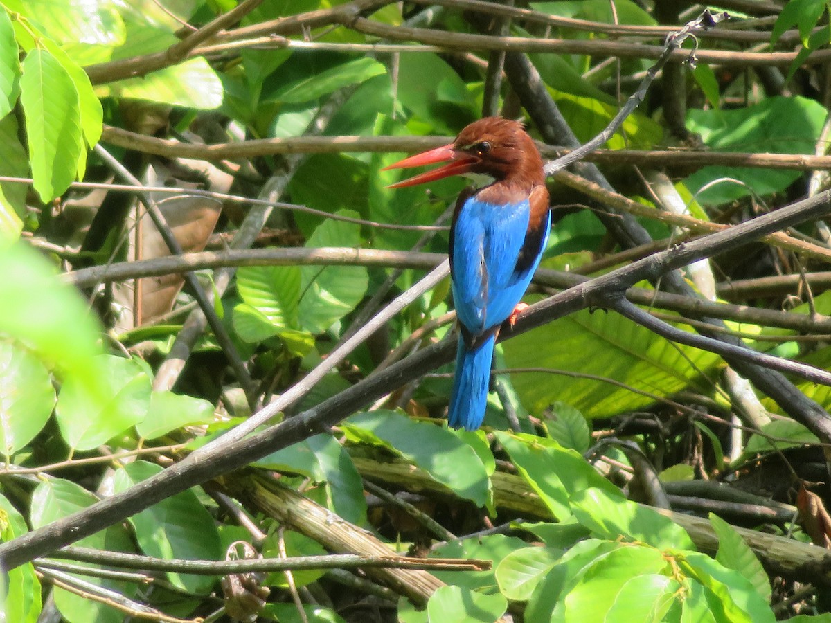 White-throated Kingfisher - Kian Guan Tay