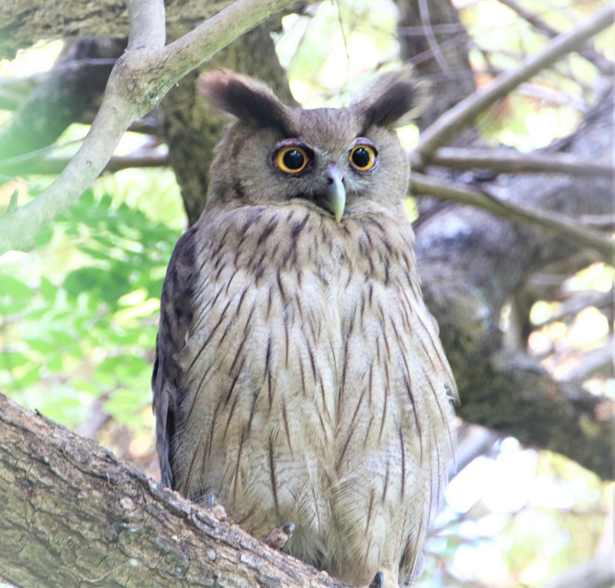Dusky Eagle-Owl - ML152201201