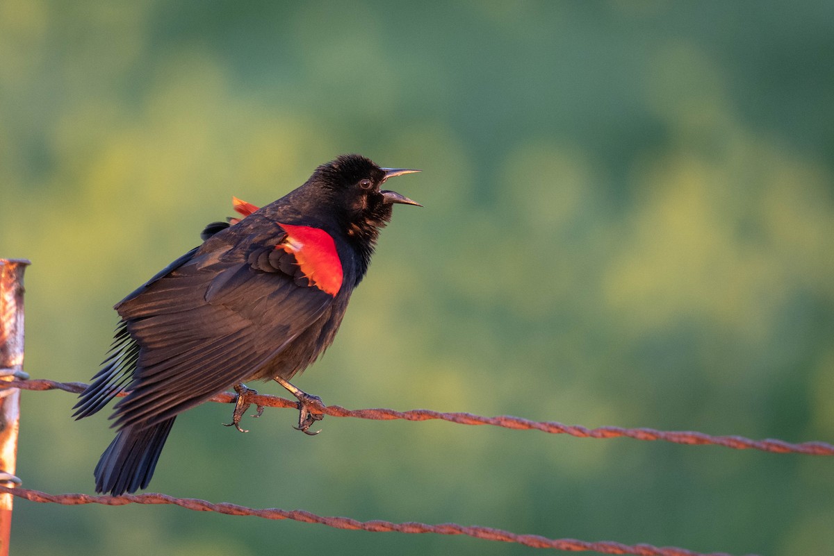 Red-winged Blackbird - Mark Schulist