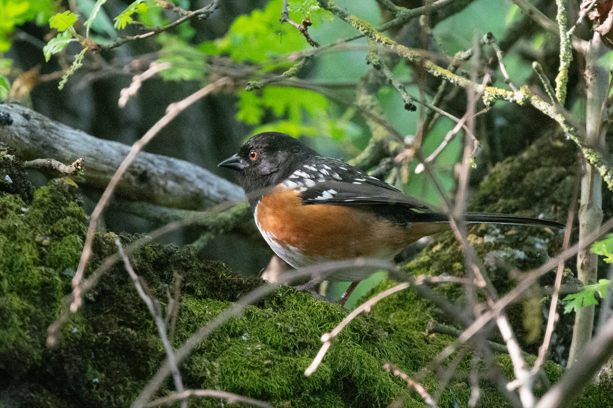 Spotted Towhee - Liz West